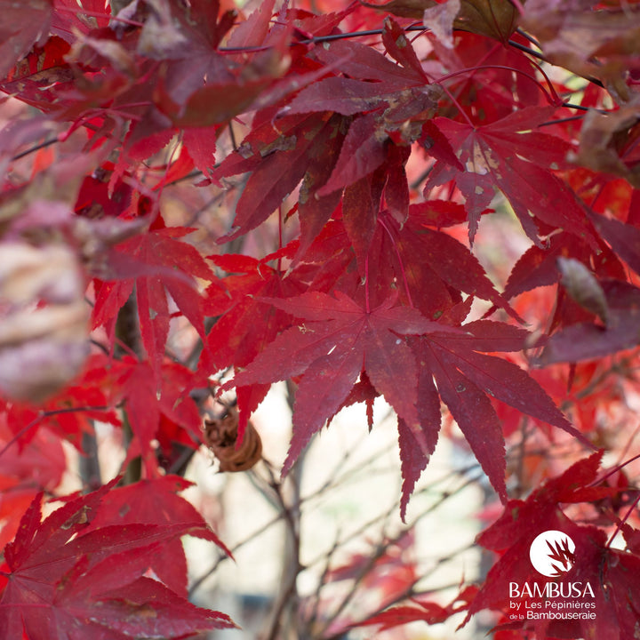Acer palmatum &