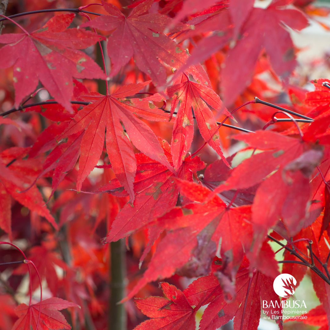 Acer palmatum 'Fire Glow' | Érable du Japon 'Fire Glow'
