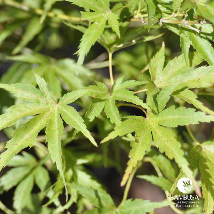 Acer palmatum &