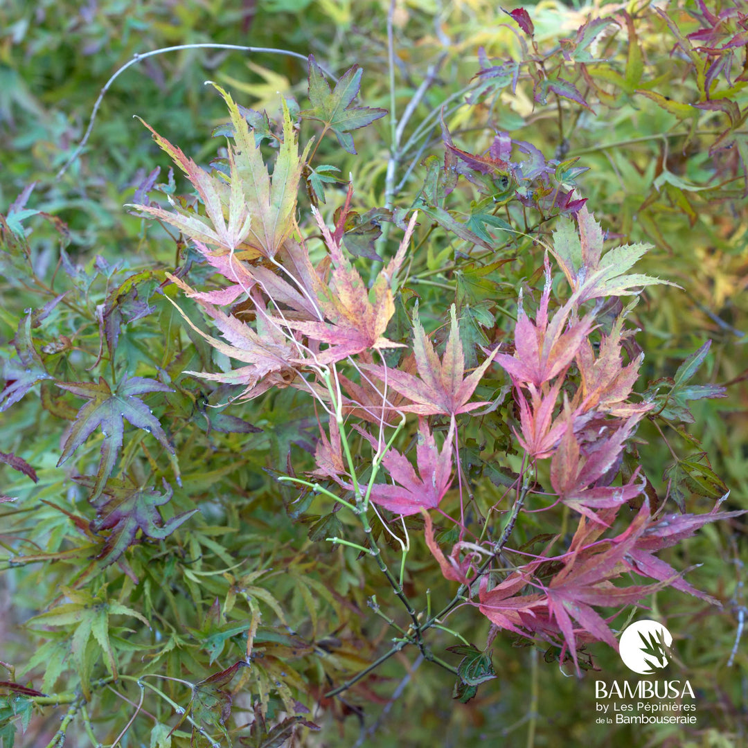 Acer palmatum &