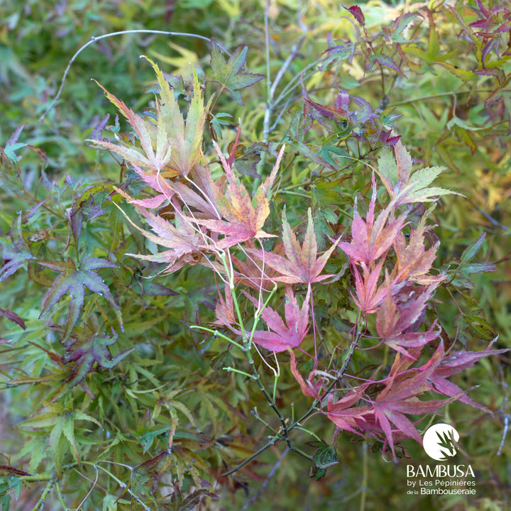 Acer palmatum &