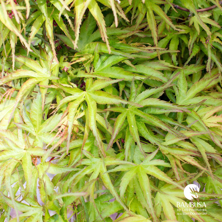 Acer palmatum &