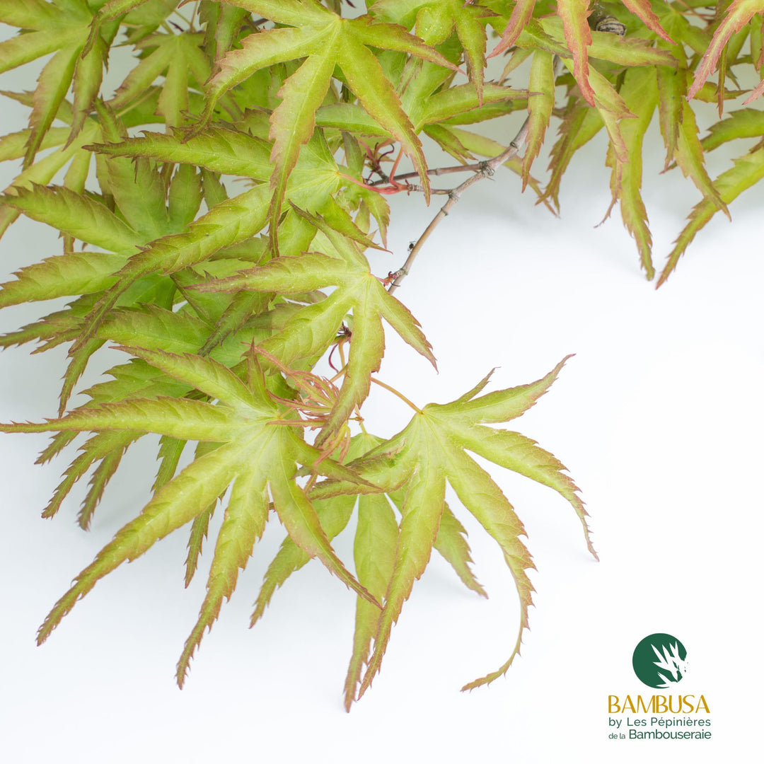 Acer palmatum &