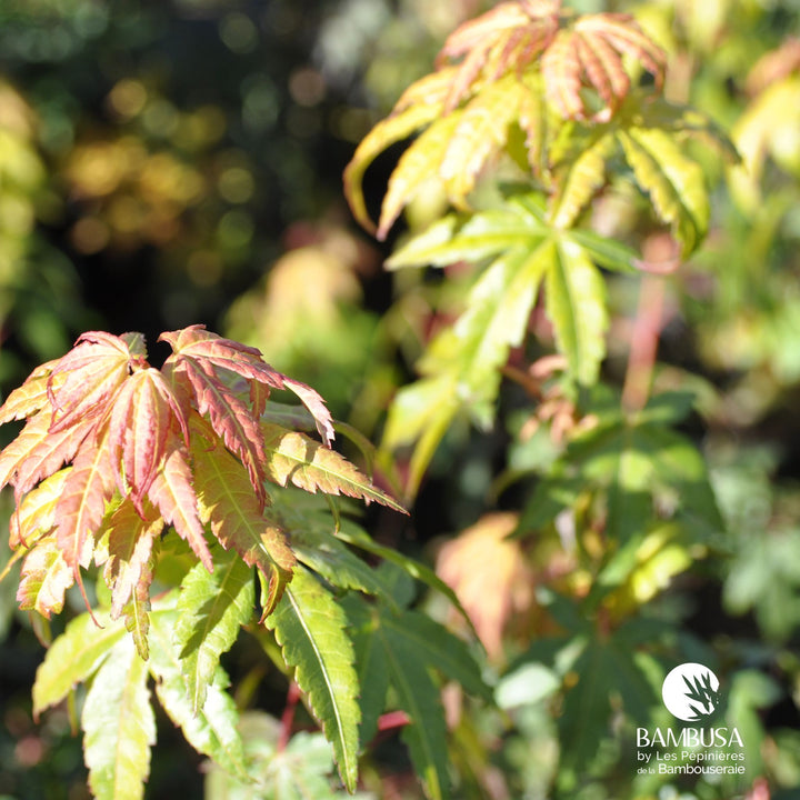 Acer palmatum &