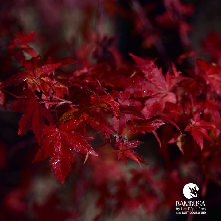 Acer palmatum &