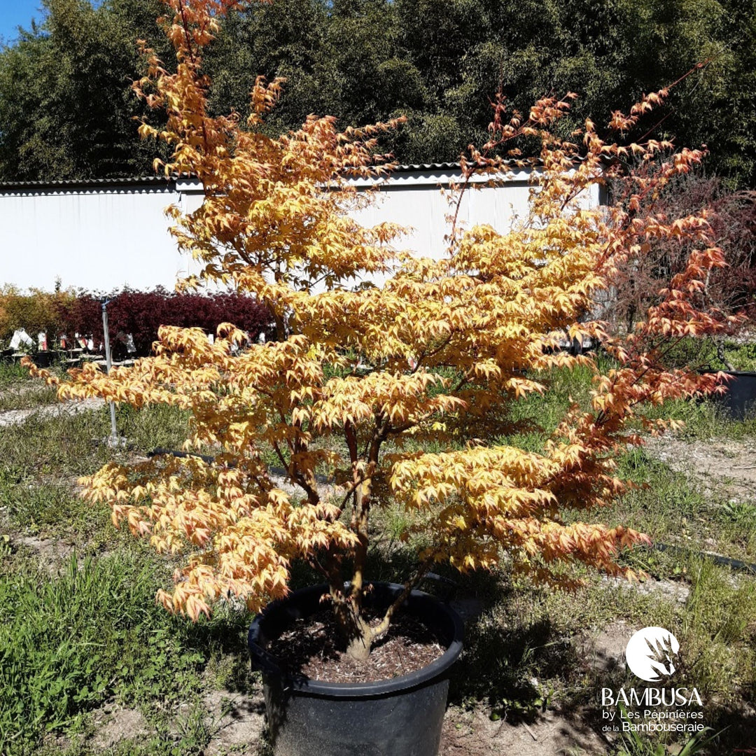 Acer palmatum &