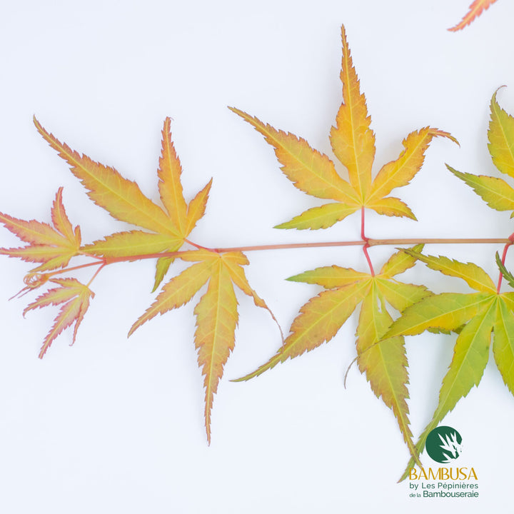 Acer palmatum &