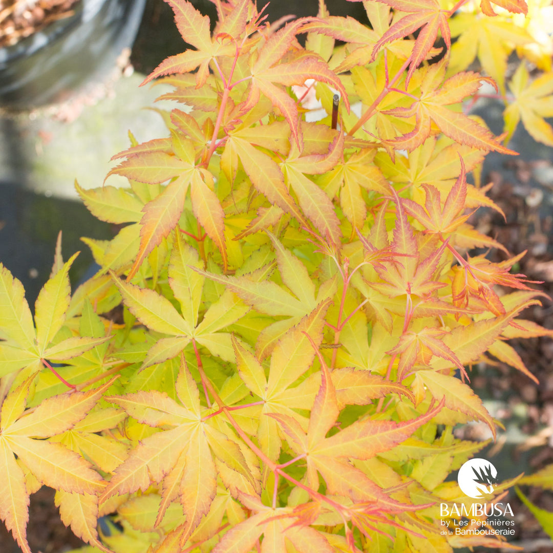 Acer palmatum &