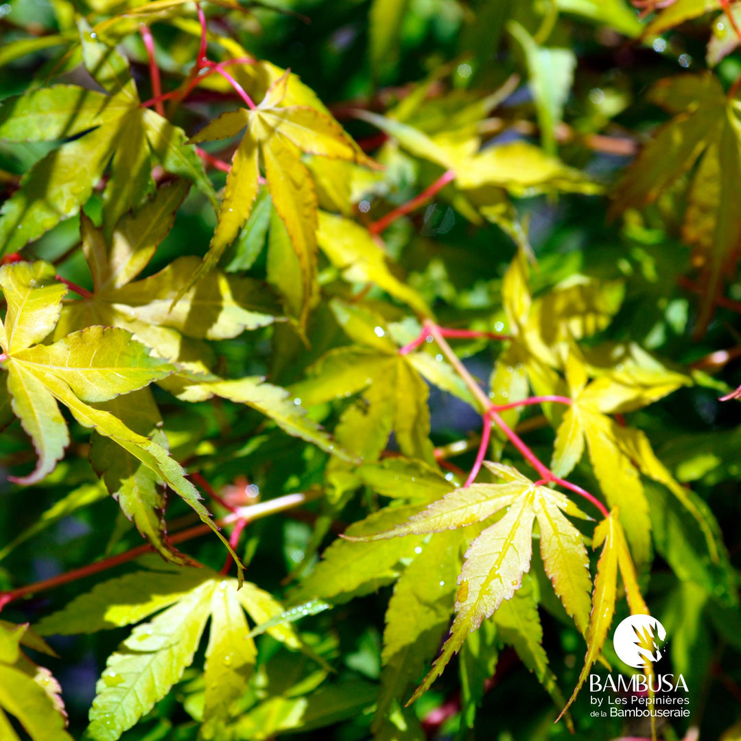 Acer palmatum &