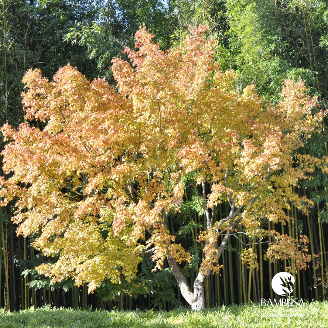 Acer palmatum 'Katsura' | Érable du Japon 'Katsura'