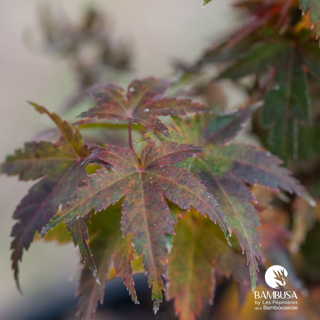 Acer palmatum &