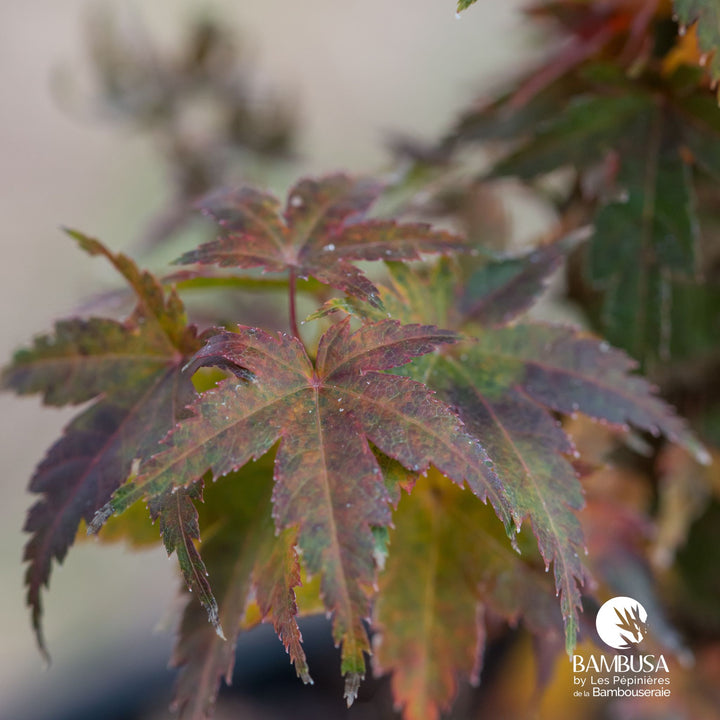 Acer palmatum &