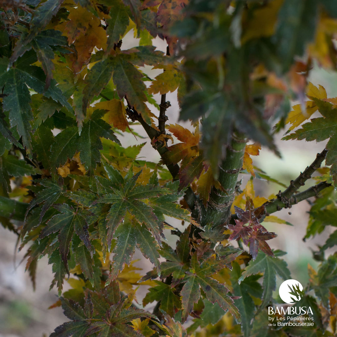 Acer palmatum &