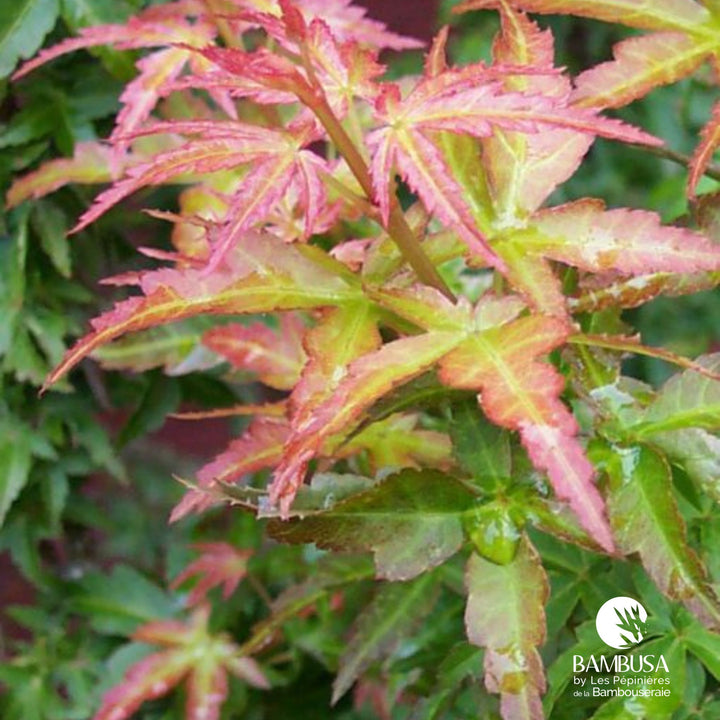 Acer palmatum &