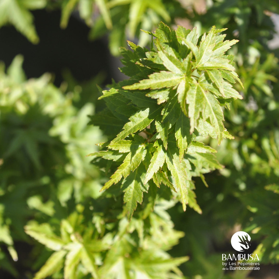 Acer palmatum &
