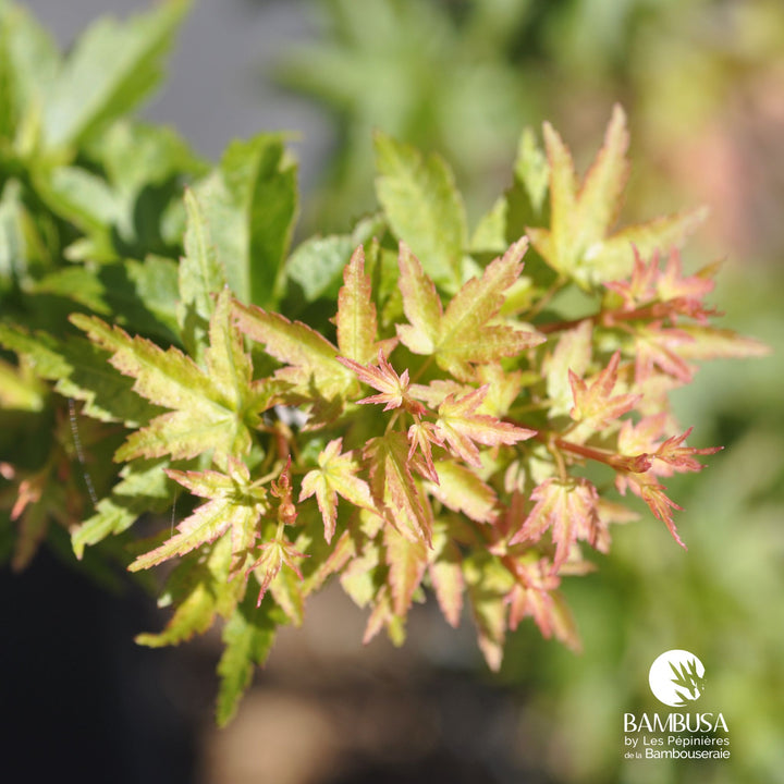Acer palmatum &