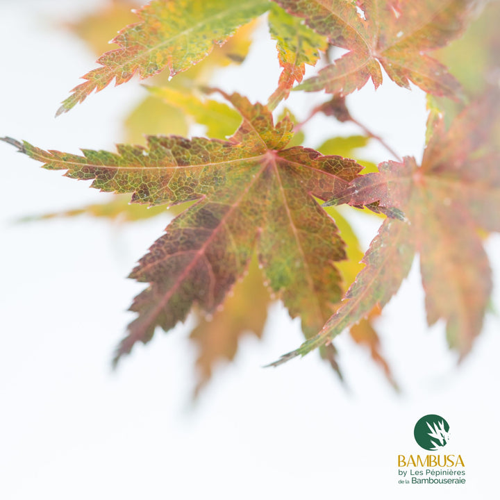 Acer palmatum &
