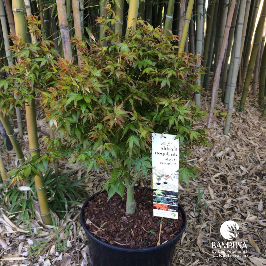Érable du Japon &