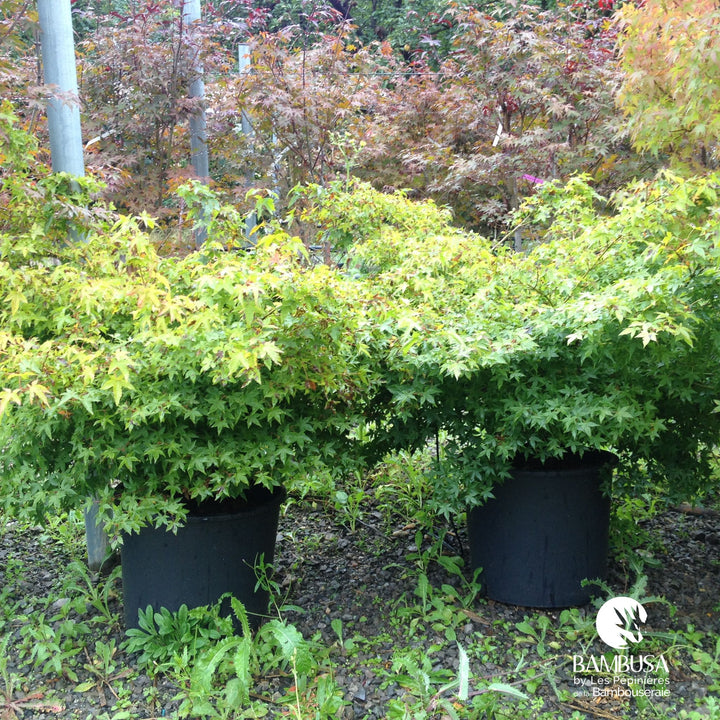 Acer palmatum &
