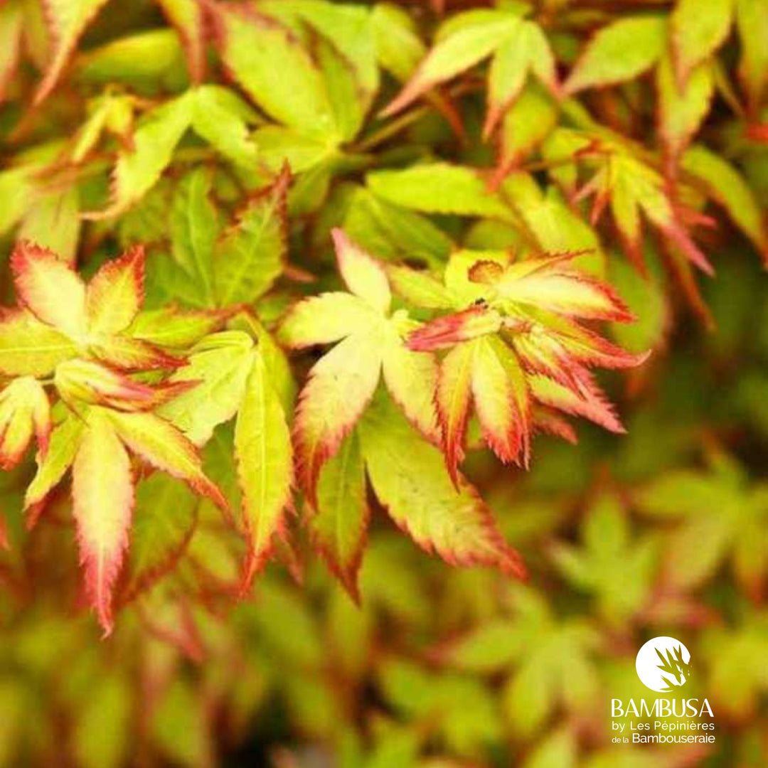 Acer palmatum &