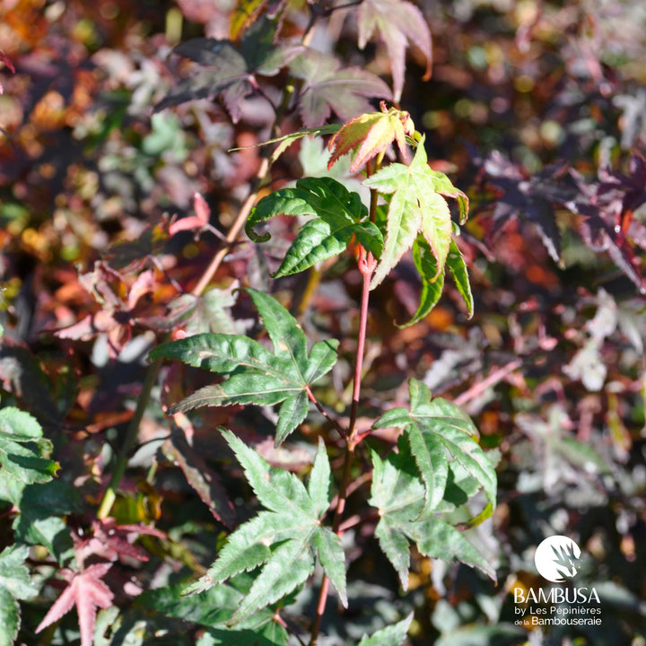 Acer palmatum &