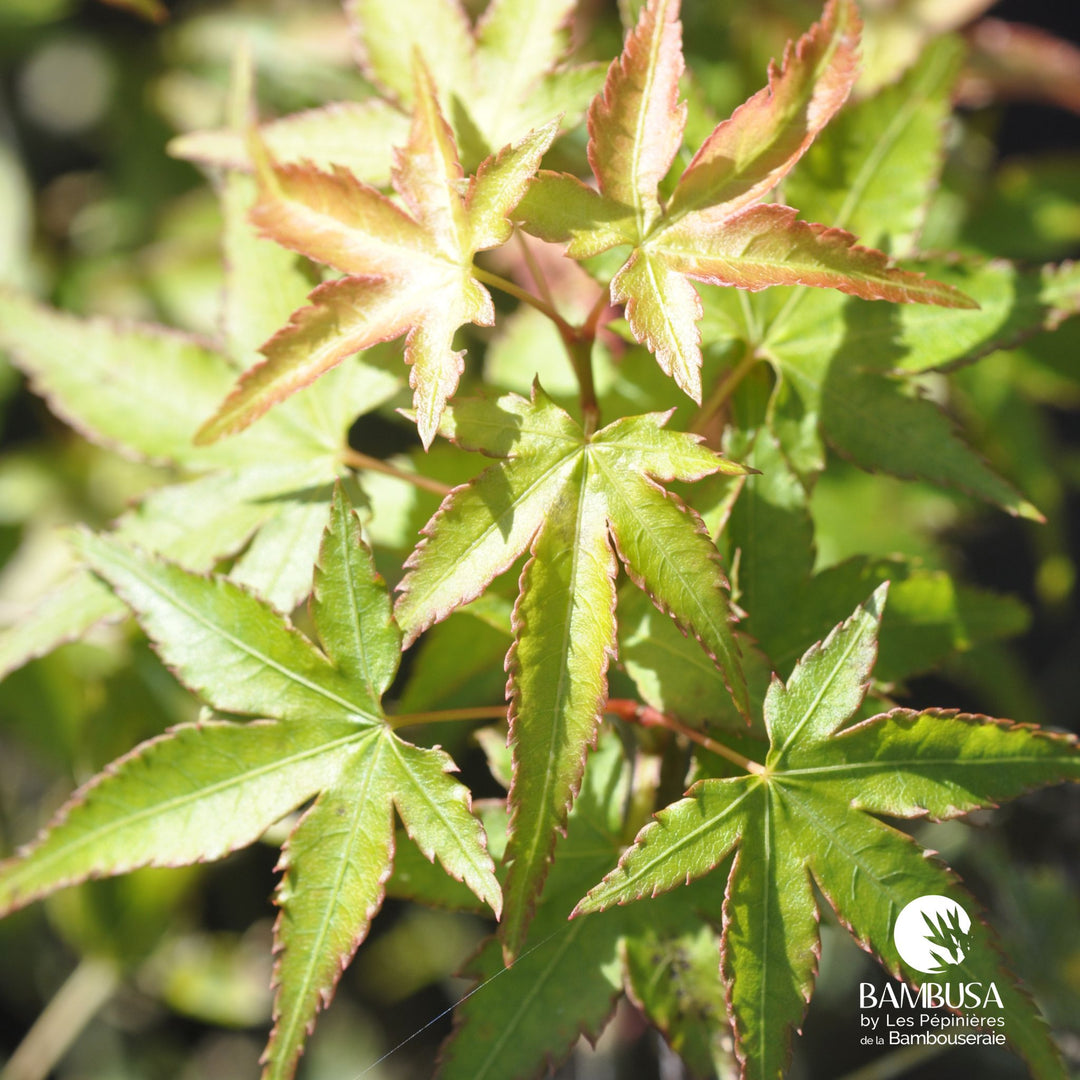 Acer palmatum &