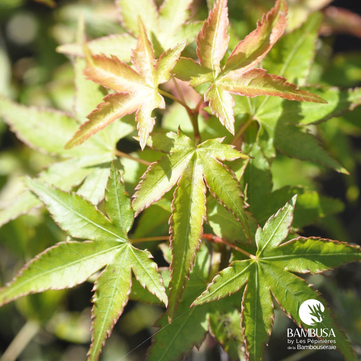 Acer palmatum &