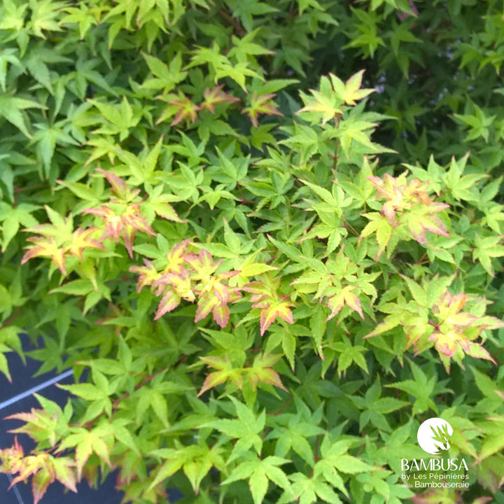 Acer palmatum &