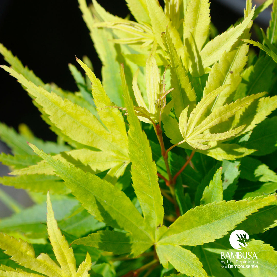 Acer palmatum &