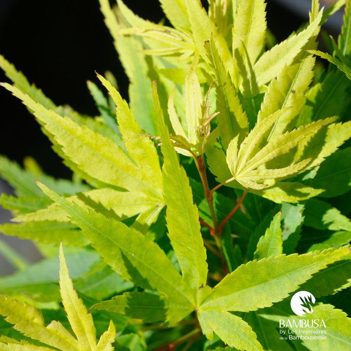 Acer palmatum &