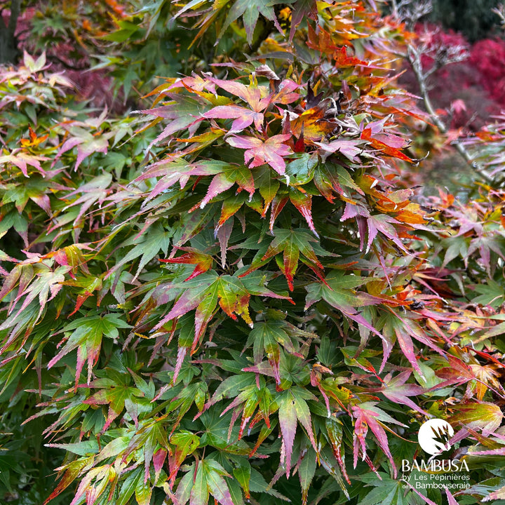 Acer palmatum &