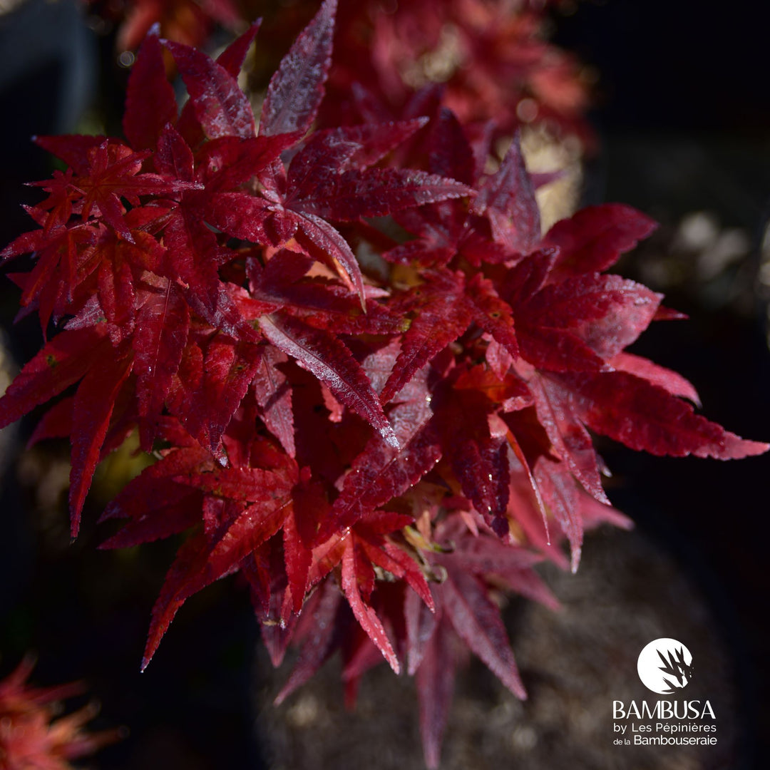 Acer palmatum &