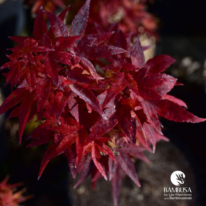 Acer palmatum &