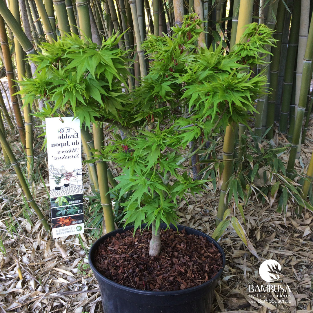 Acer palmatum &