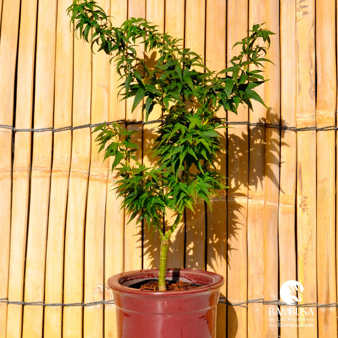 Acer palmatum &