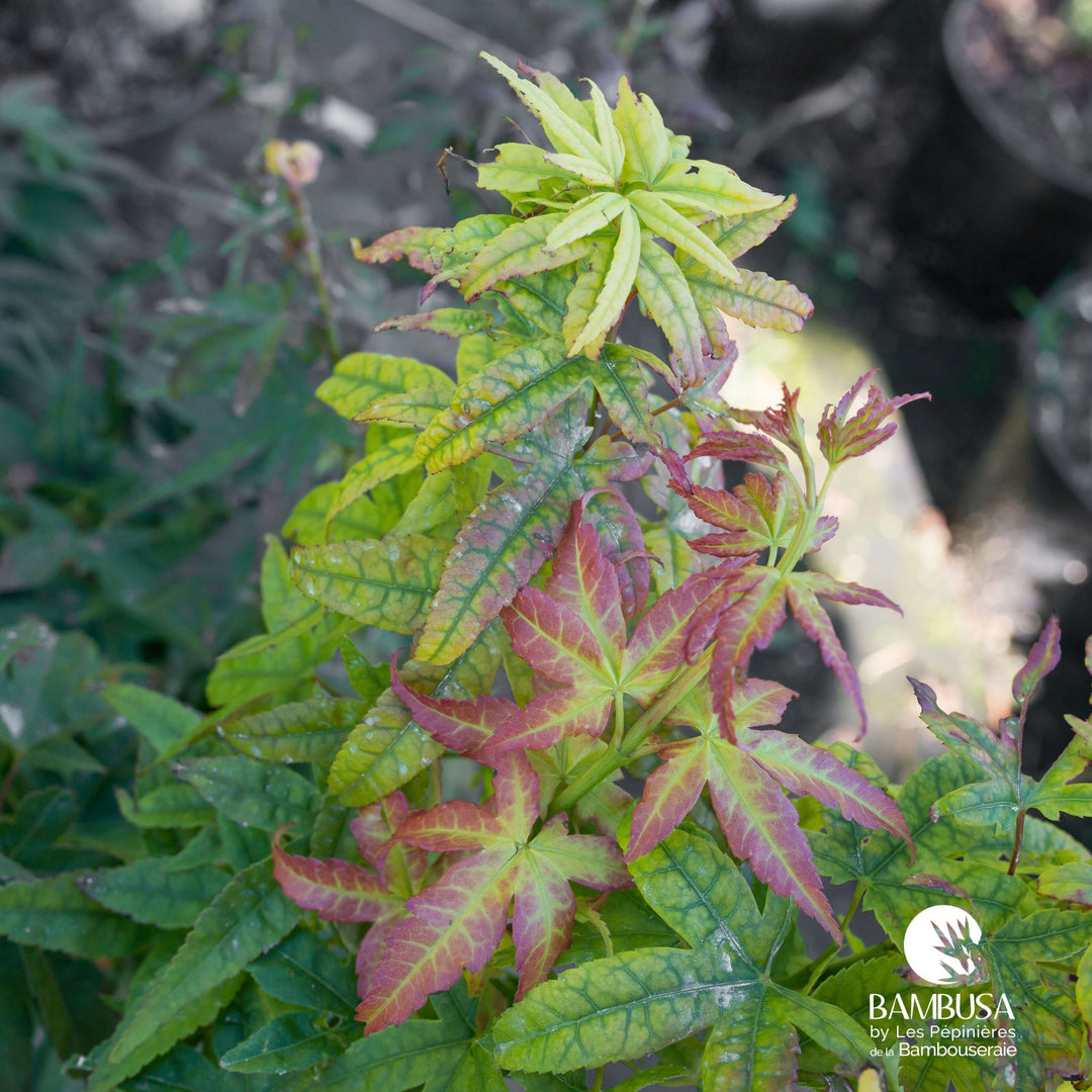 Acer palmatum &
