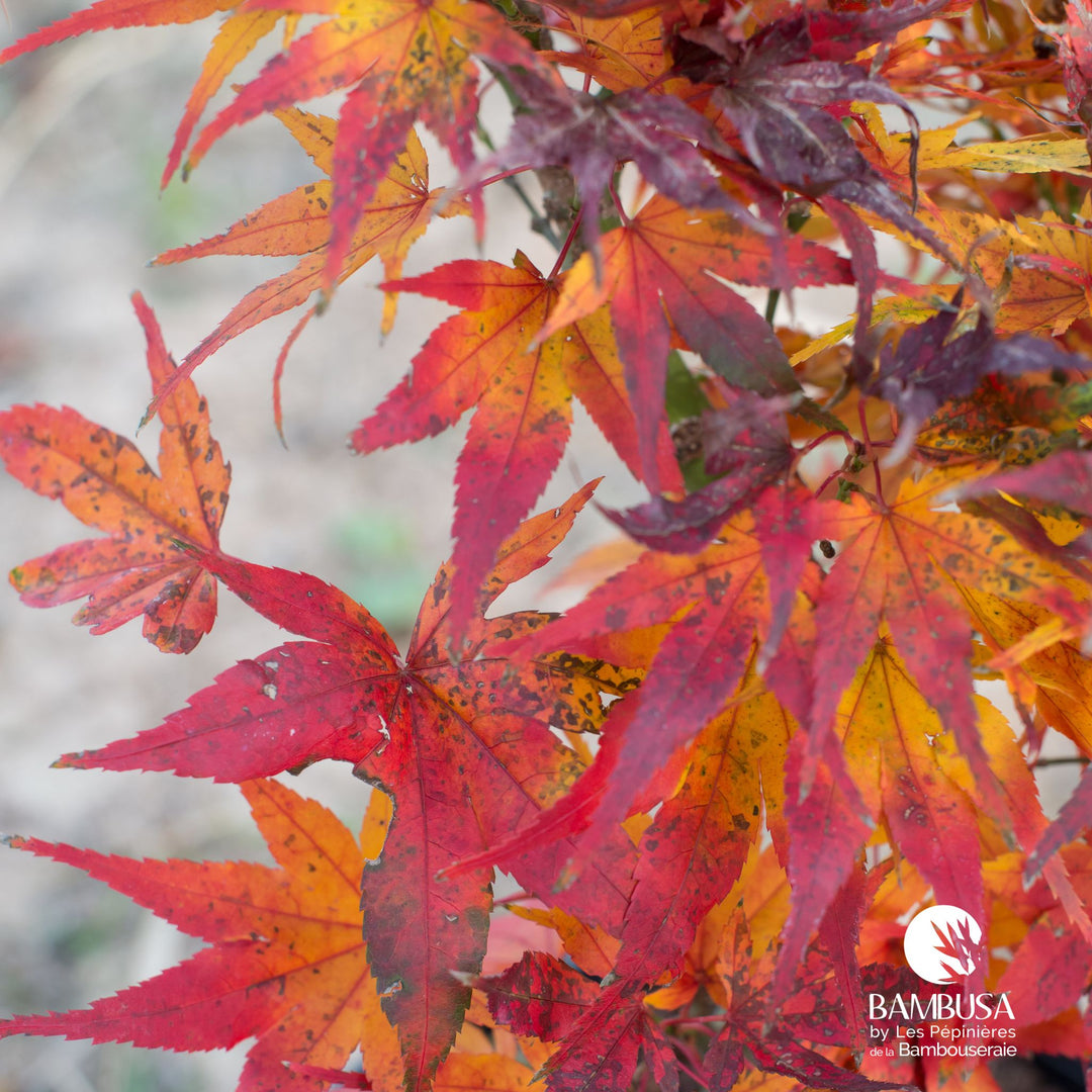 Acer palmatum &