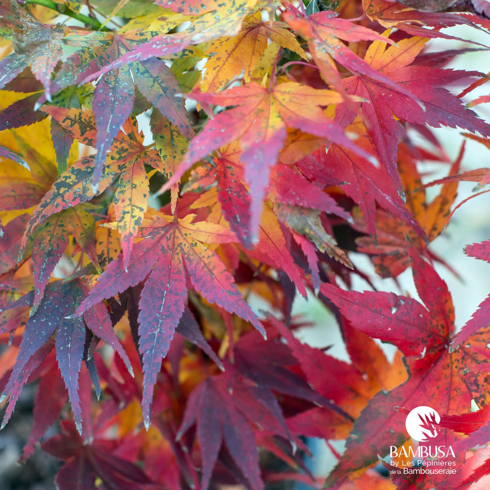Érable du Japon 'Mikawa Yatsubusa' — feuillage rouge en automne