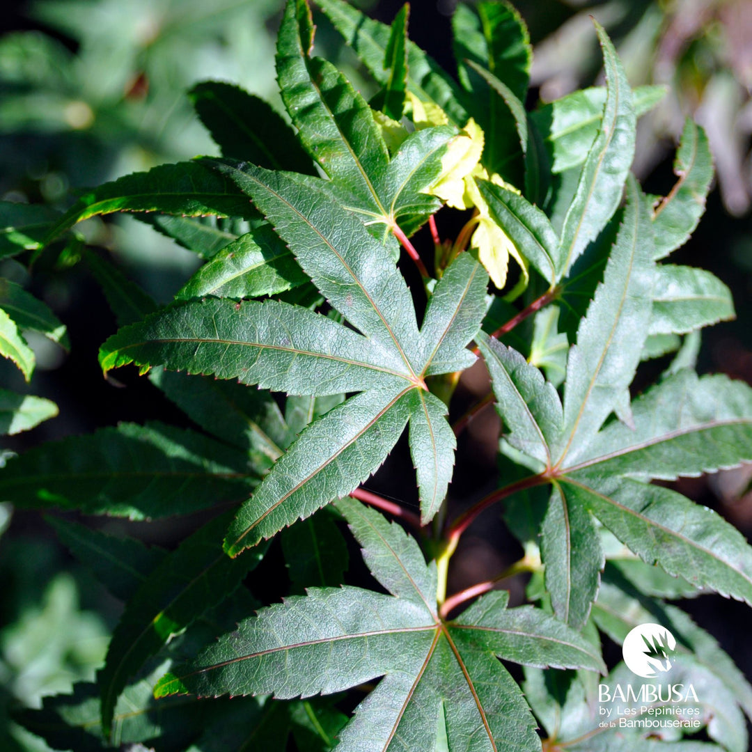 Acer palmatum &
