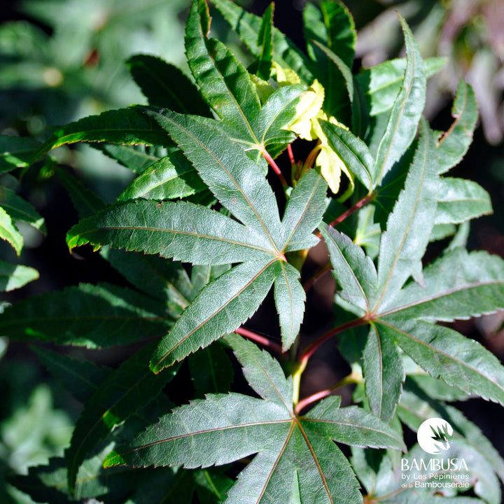 Acer palmatum &