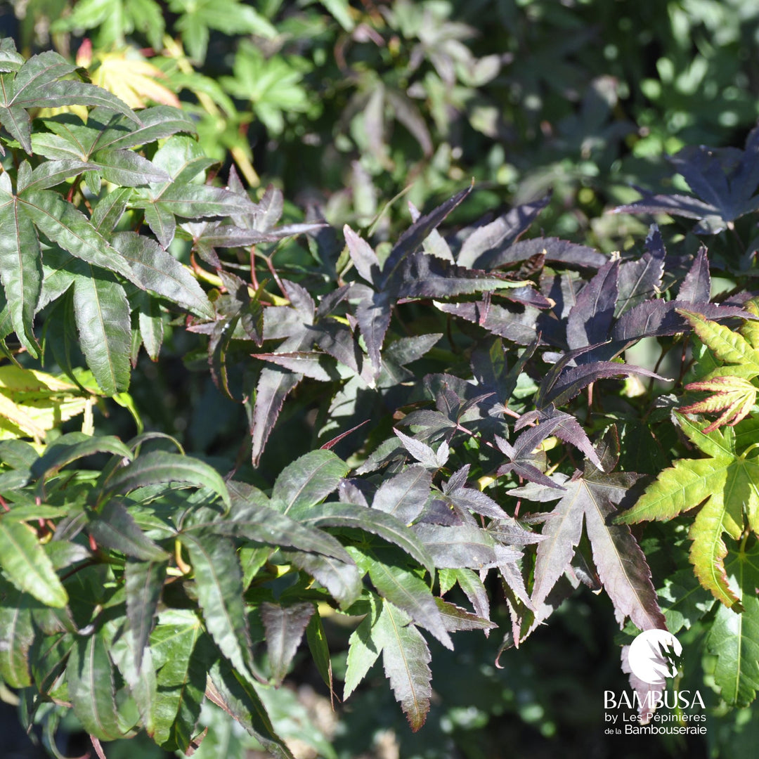 Acer palmatum &