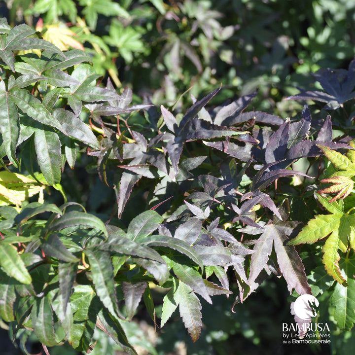 Acer palmatum &