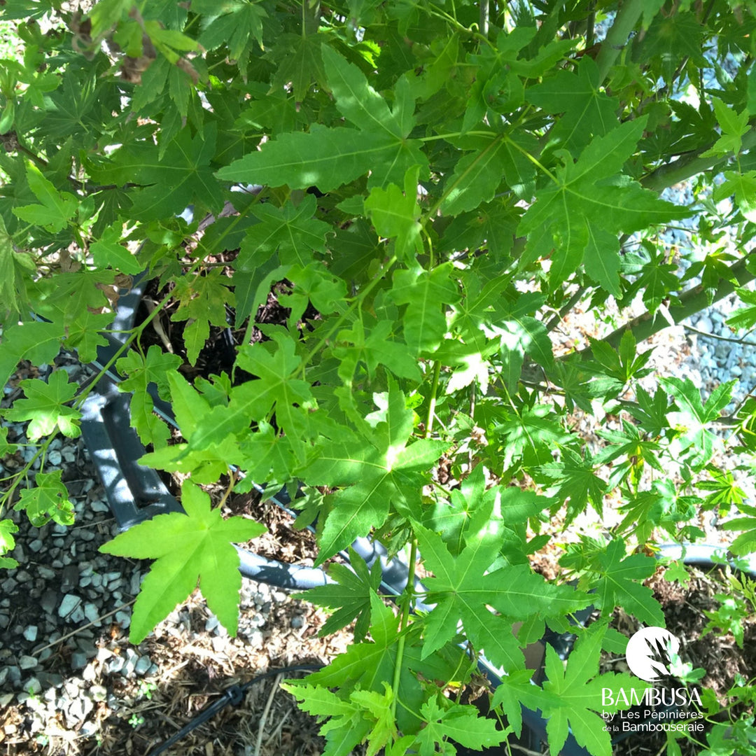 Acer palmatum &