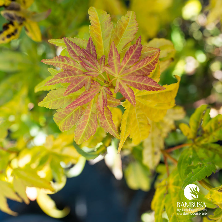 Acer palmatum &