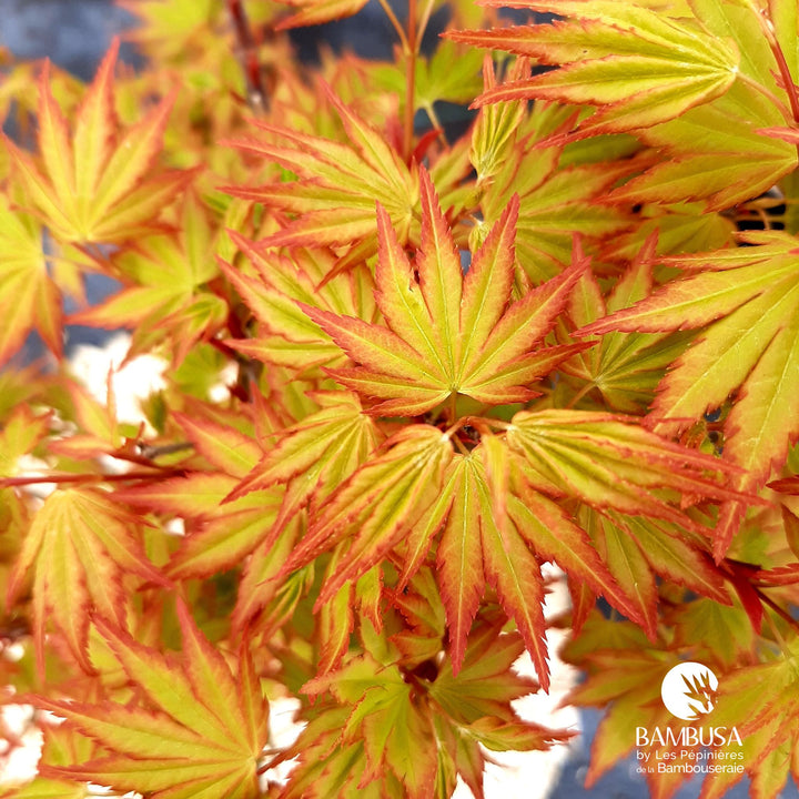 Acer palmatum &
