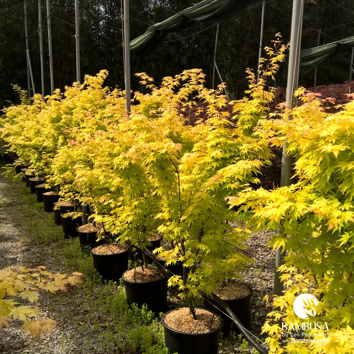 Acer palmatum &