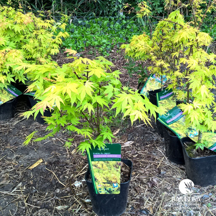 Acer palmatum &