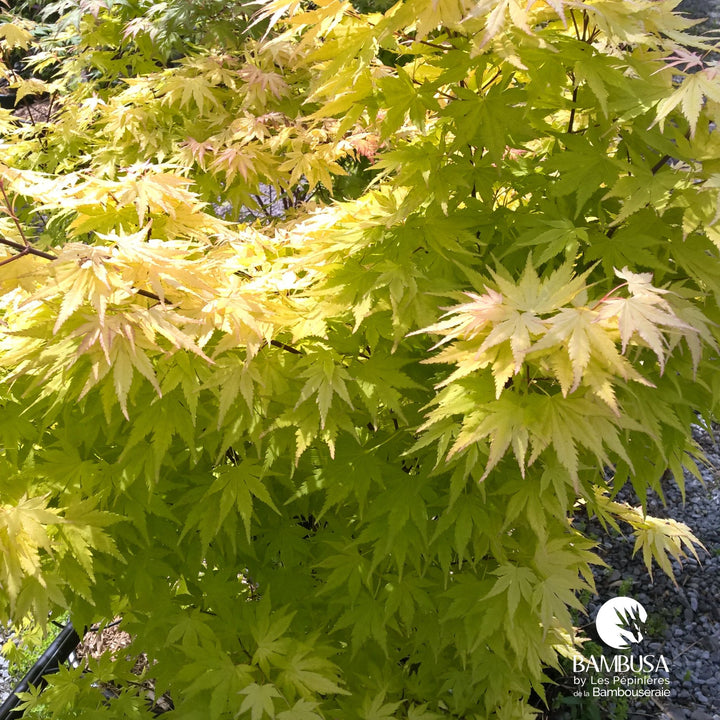 Acer palmatum &