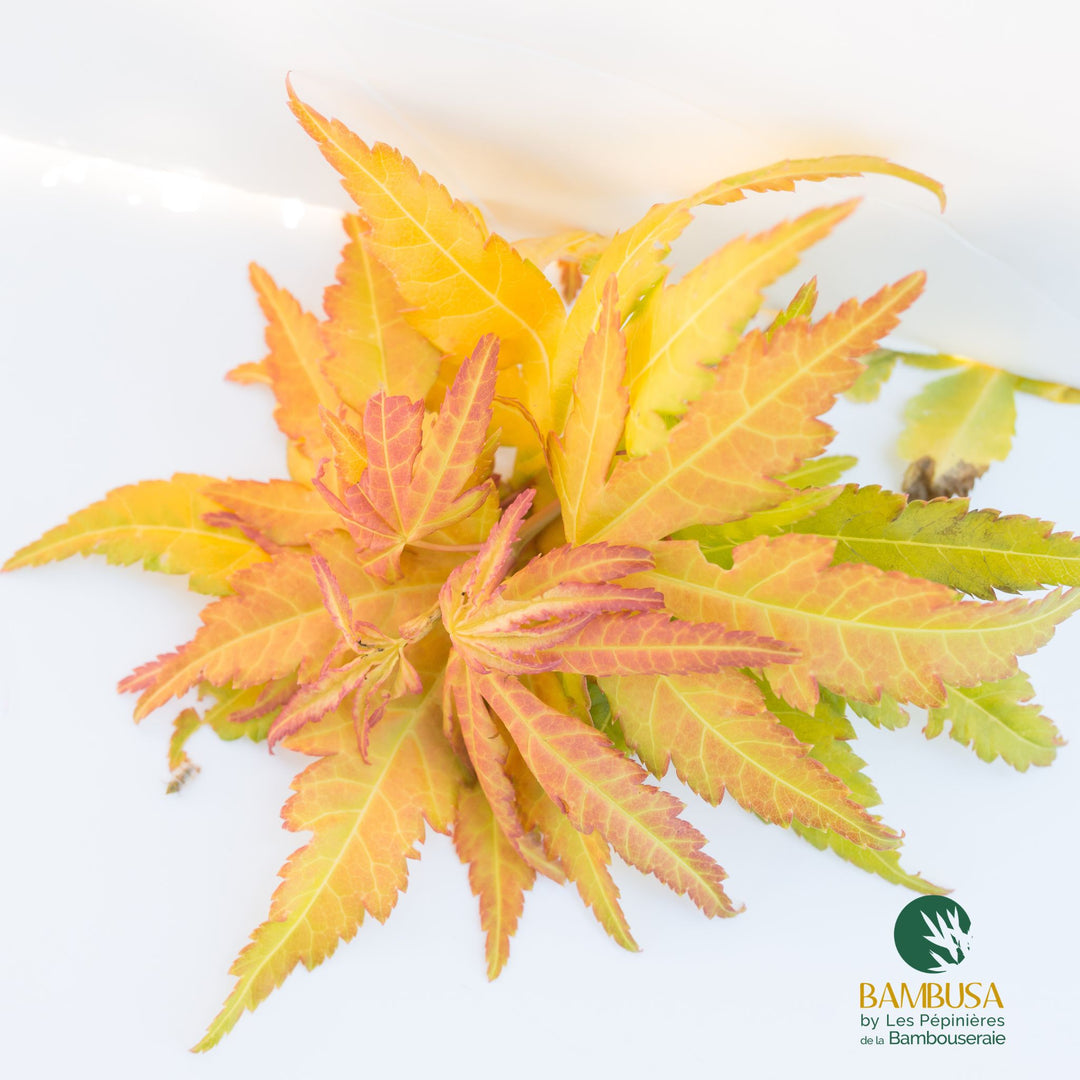 Acer palmatum &