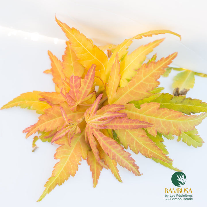 Acer palmatum &